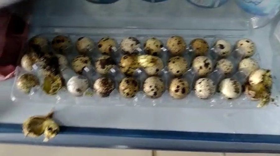 Codornas nascem em caixa de ovos em supermercado no Piauí