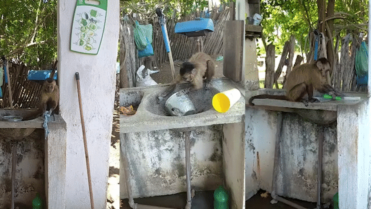 Macaco Chico, homicídios, orçamento municipal 2023: as principais notícias de terça (13) no Piauí