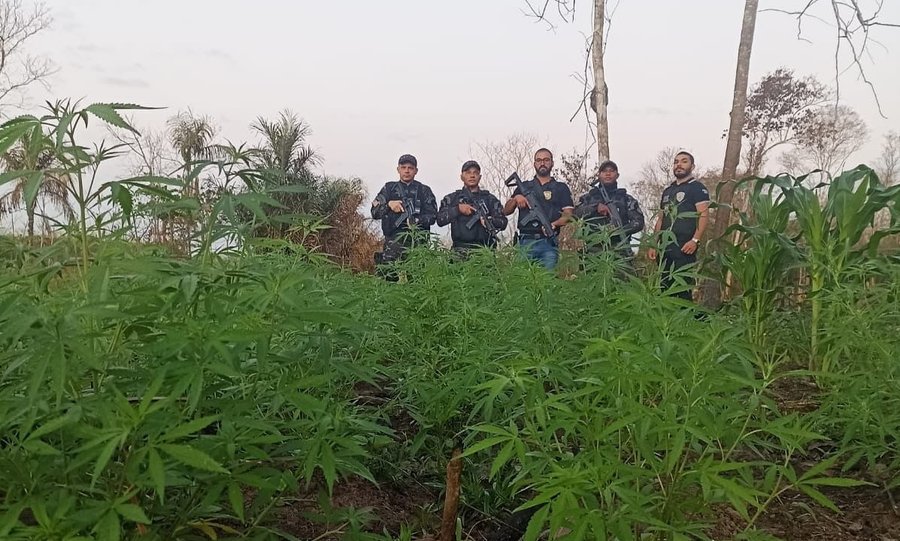 Forças de segurança apreendem plantação de maconha em Grajaú MA