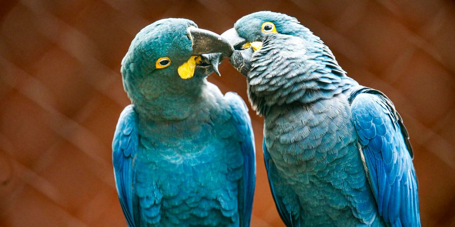Zoo de SP mostra arara-azul-de-lear ao público pela primeira vez