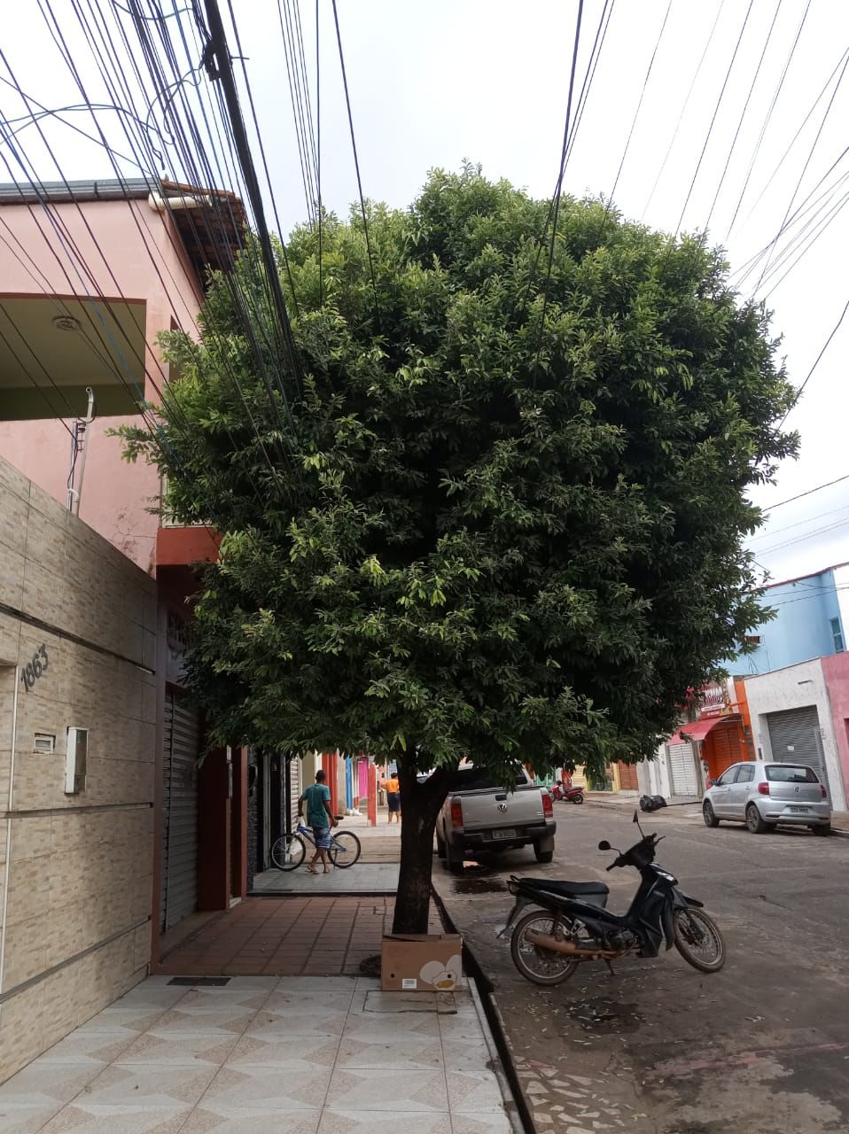 Equatorial Maranhão alerta sobre a importância da poda regular de árvores para manter a segurança da rede elétrica