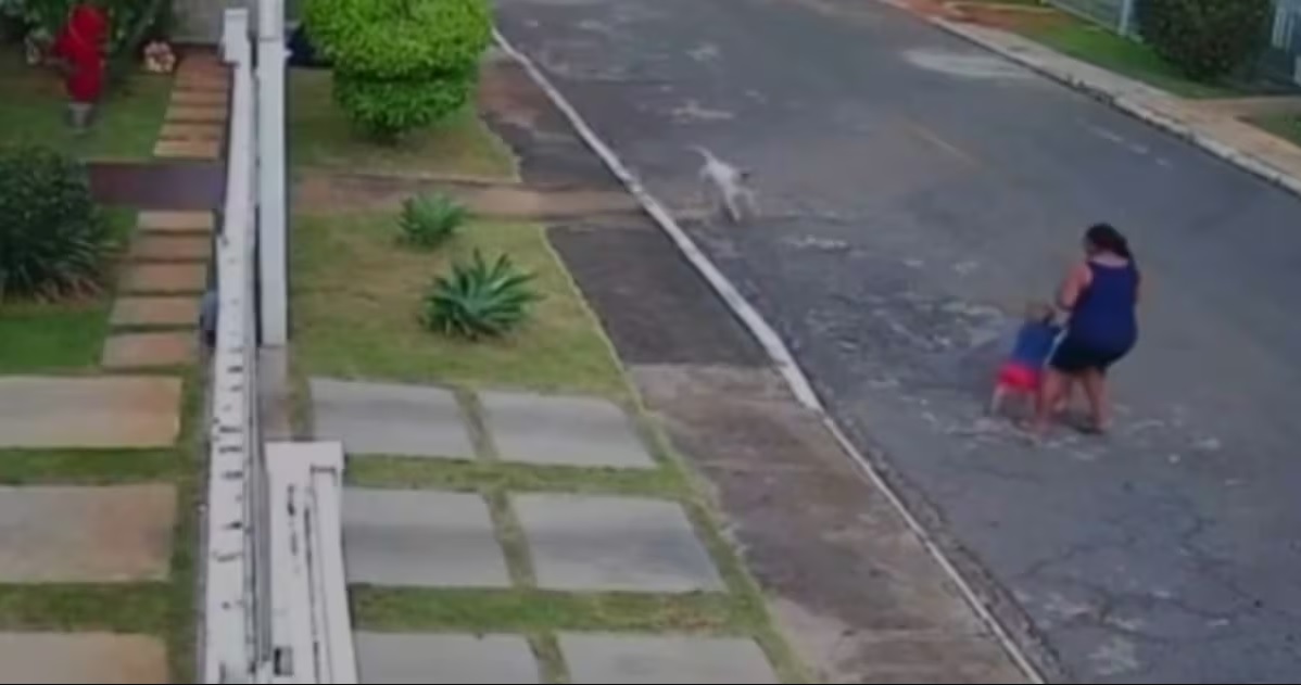 Ataque de Pitbull deixa mulher e duas crianças feridas no DF;veja o vídeo